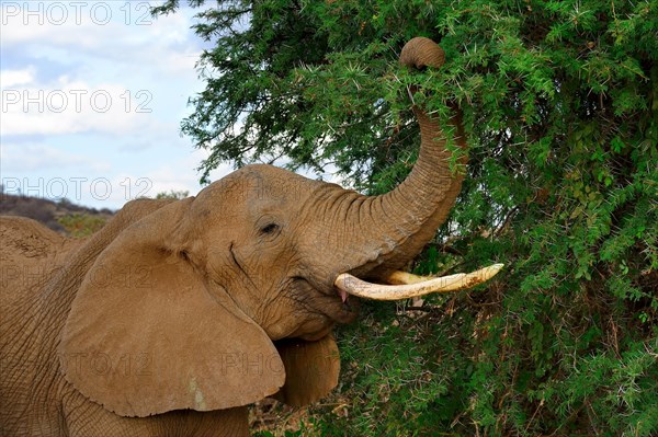 African elephant