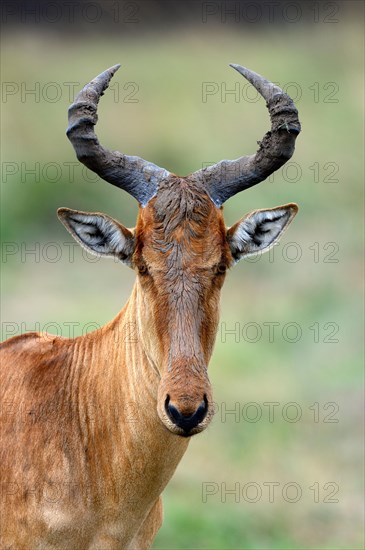 Coks hartebeest head portrait