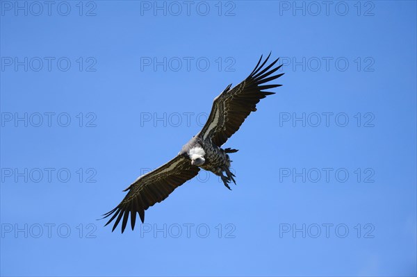 Ruppells griffon vulture flying