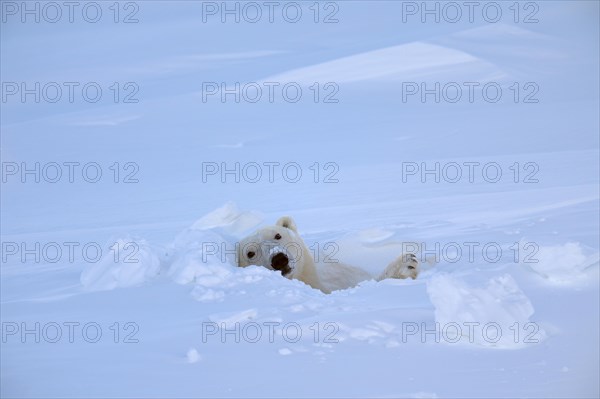 Polar bear