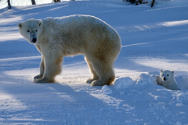 Female polar bear