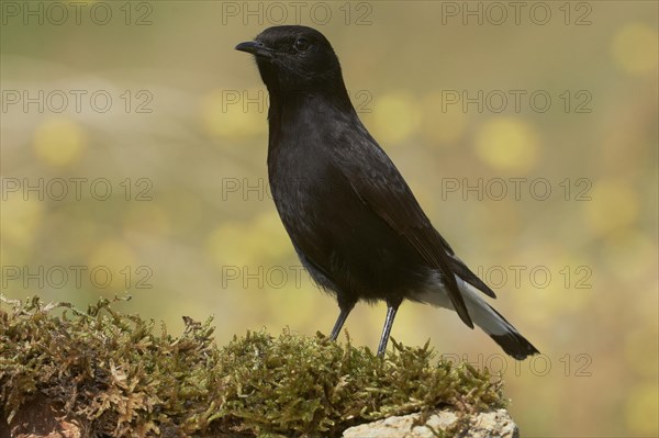 Black Wheatear