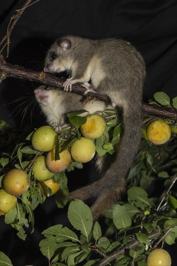 Edible dormouse