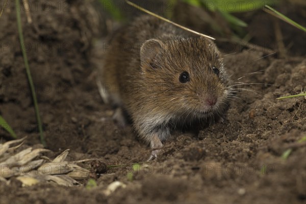 Common vole