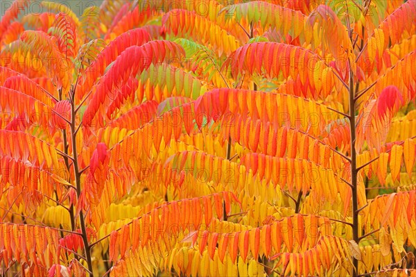 Staghorn sumac