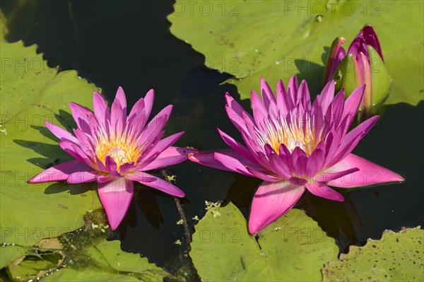 Water Lily