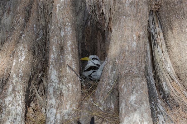 White-tailed tropicbird