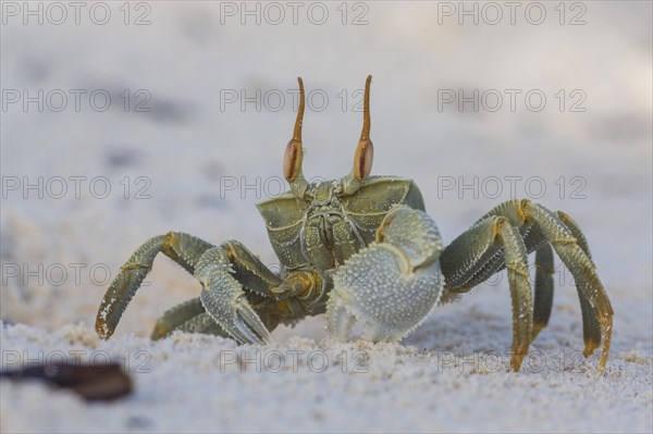 Ghost crab