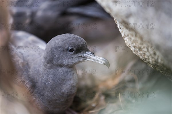 Wedge-tailed Shearwater