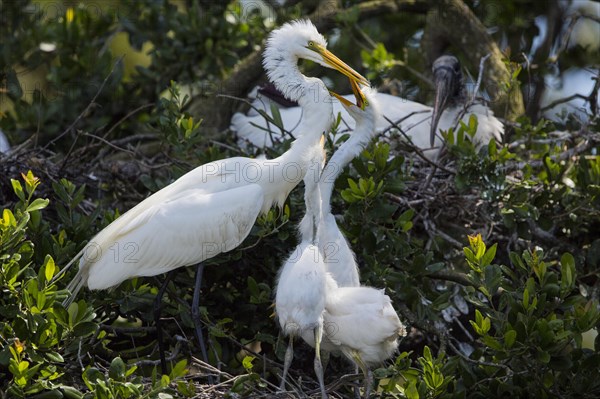 Great egret