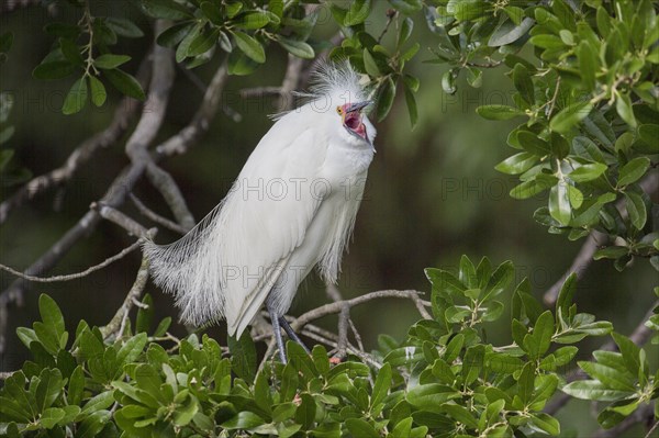 Snowy Egret