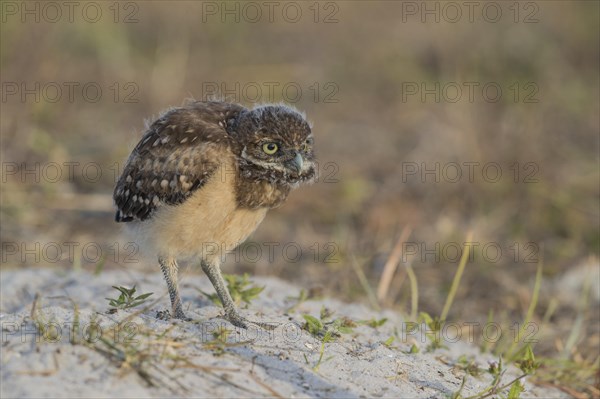 Burrowing owl