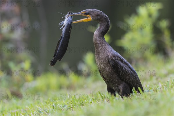 Double-crested cormorant