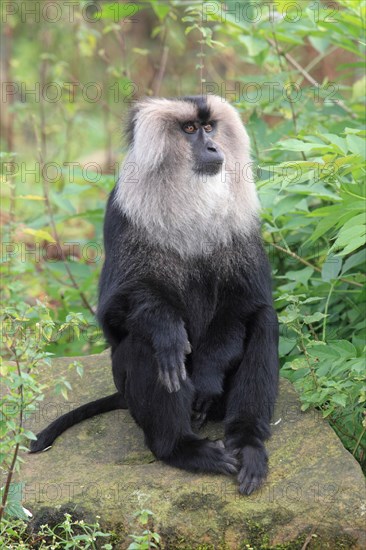 Lion-tailed macaque