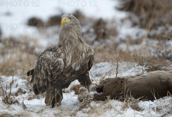 White-tailed Eagle