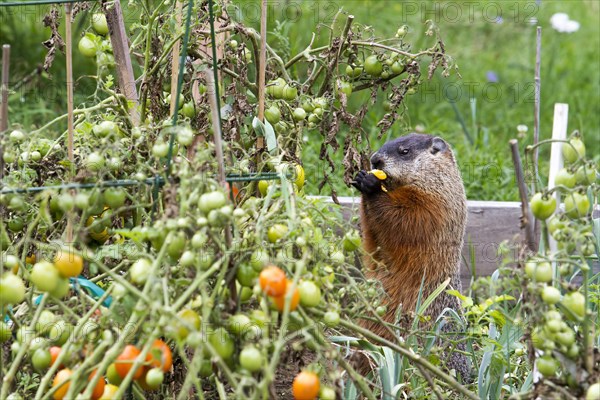 Marmot eating tomatoes in a garden