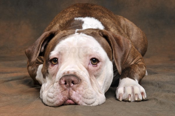 Olde English Bulldog