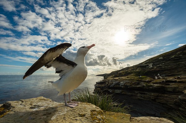 Black-browed Albatross