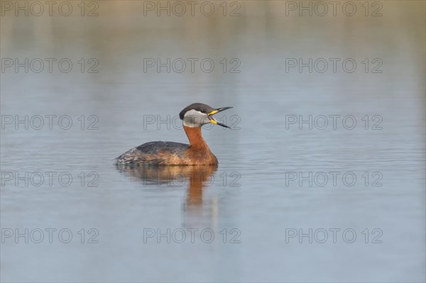 Red-necked grebe