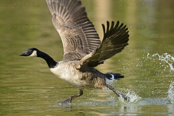 Canada Goose