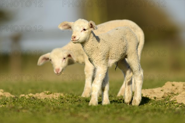 Merino sheep