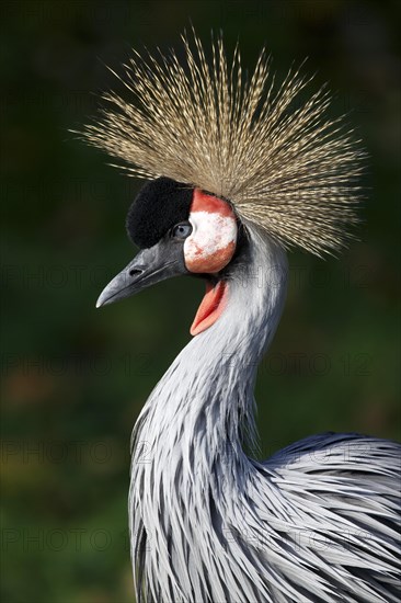 Crowned crane