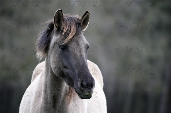 Wild Horse Duelmen