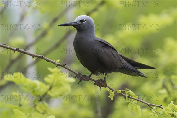 Lesser noddy