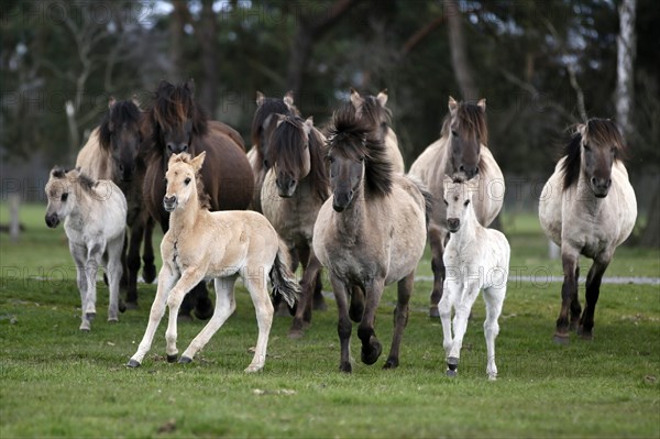 Wild Horse Duelmen