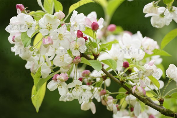 European crab apple