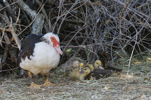 Ducklings with mother