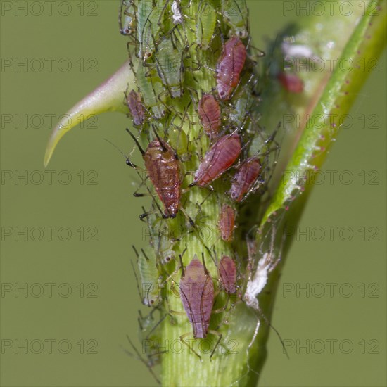 Green aphids