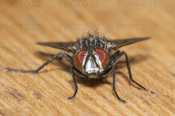 Housefly