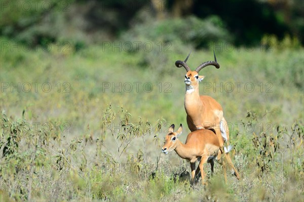 Impala