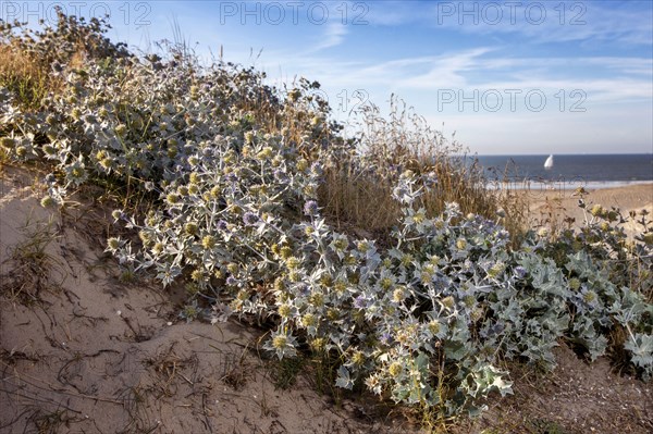 Sea Holly