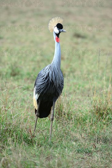 Crowned crane portrait