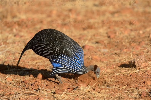 Vulturine Guineafowl