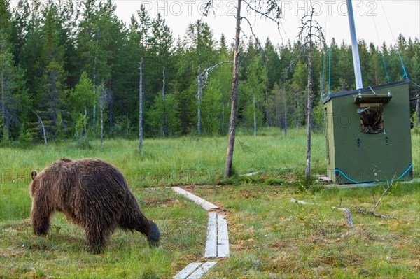 Camouflage tent for photographer