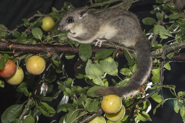 Edible dormouse