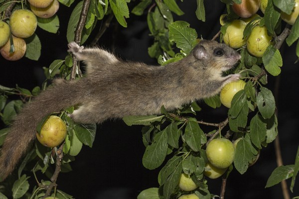 Edible dormouse