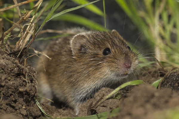 Common vole