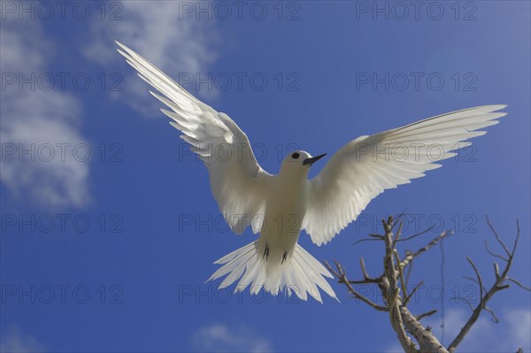 White tern