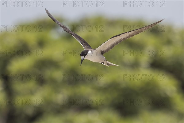 Russian Tern