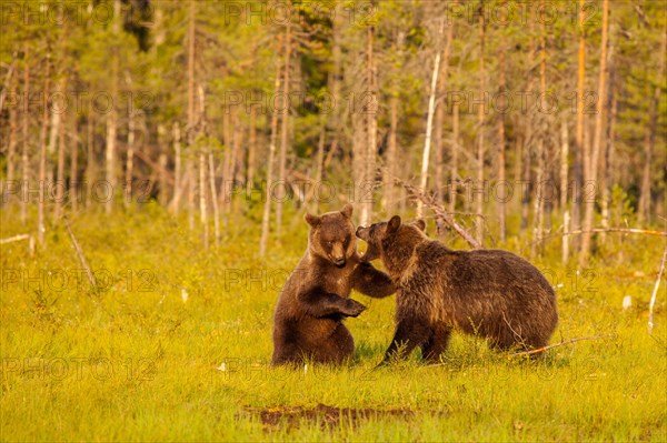 European Brown bear