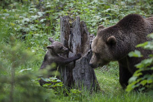 Brown bear