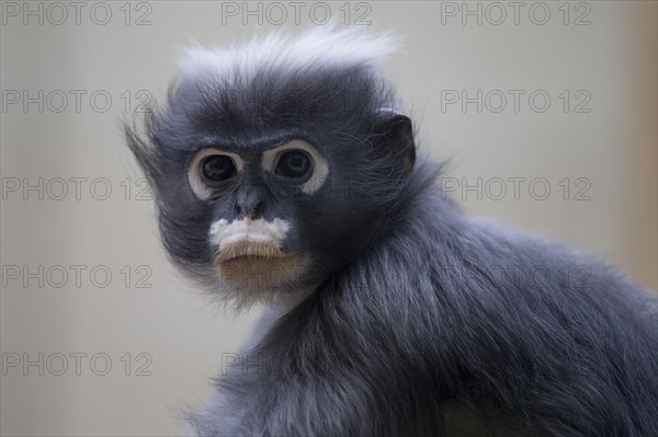 Spectacled langur