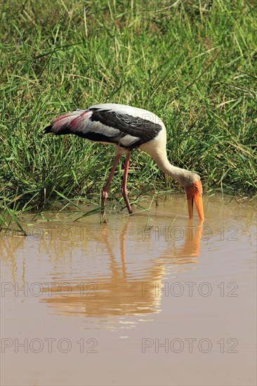 Painted stork