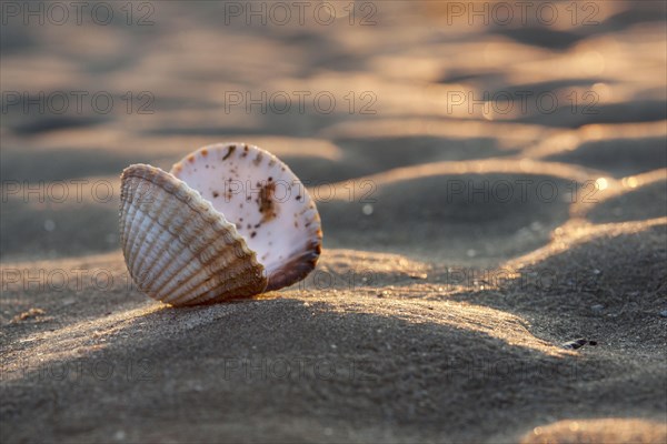 Common common cockle