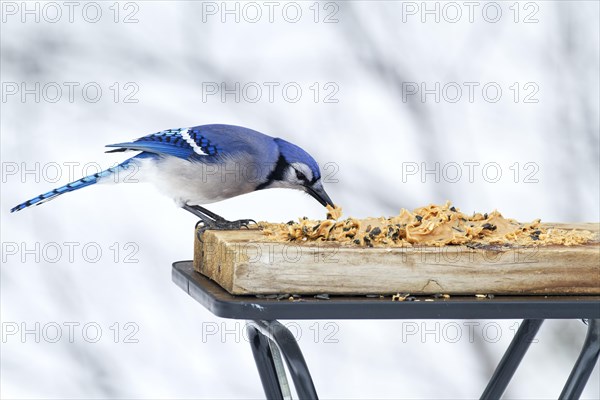 Blue jay