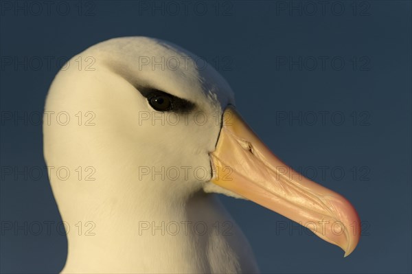 Saunders Island